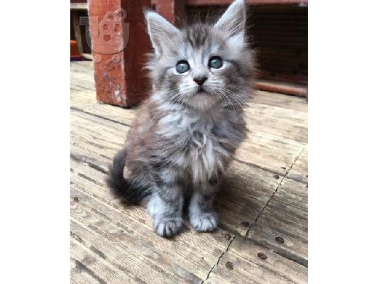 Maine Coon γατάκια προς πώληση